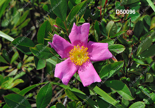 Smooth Rose (Rosa blanda)